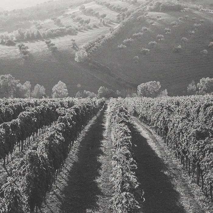 Fantini - Nero D'Avola Vigneti Zabù - [winest]