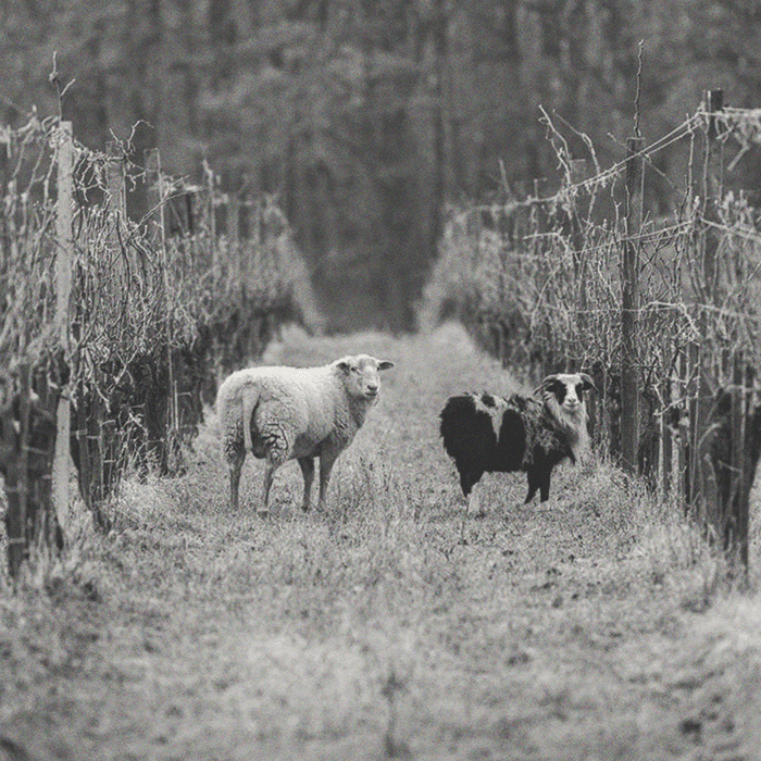 Weninger - Rózsa Petsovits - [winest]