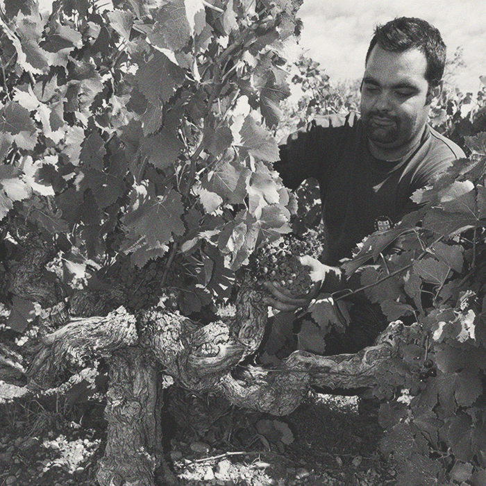 Louis Bernard - Côtes-du-Rhône - [winest]