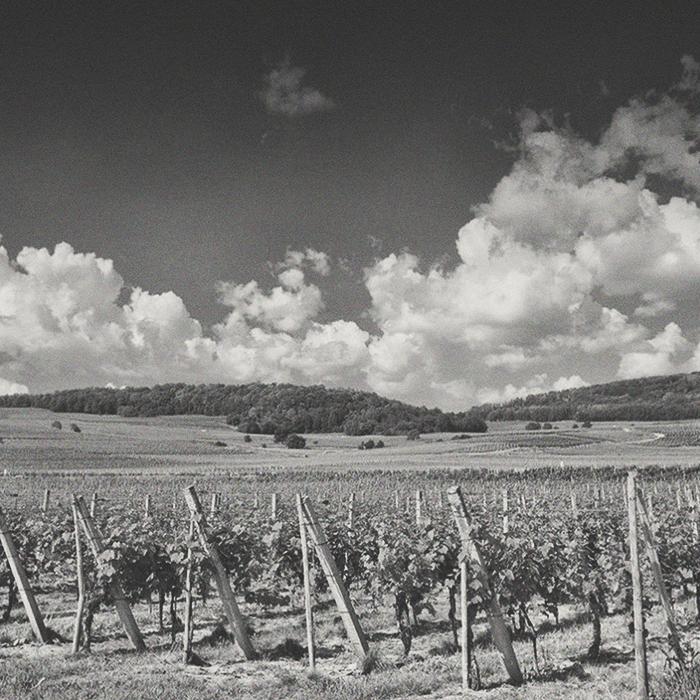 Pfaffenheim - Crémant D'Alsace - [winest]