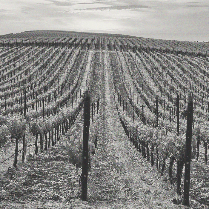 Domaine des Ouleb Thaleb - S de Siroua Chardonnay - [winest]