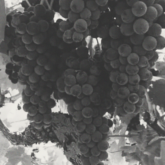 Feldstein - Grenache - [winest]