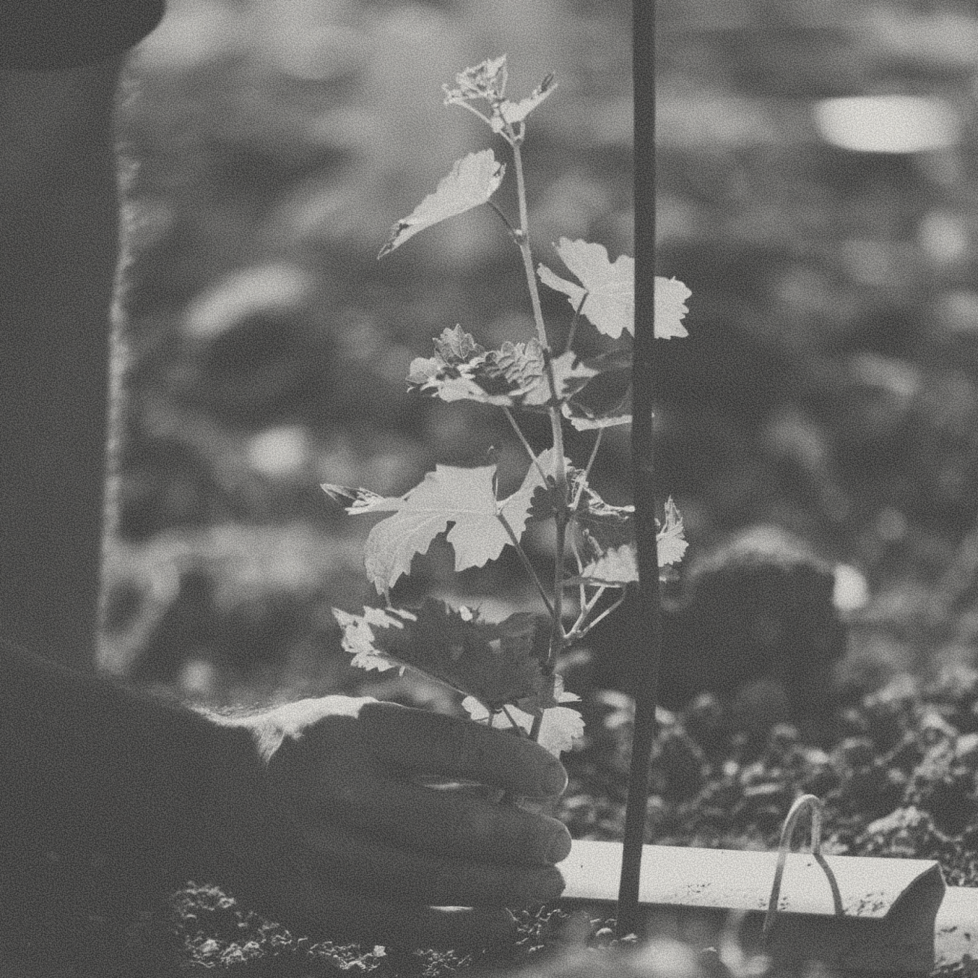 La Foret Blanche - Talpiot Red