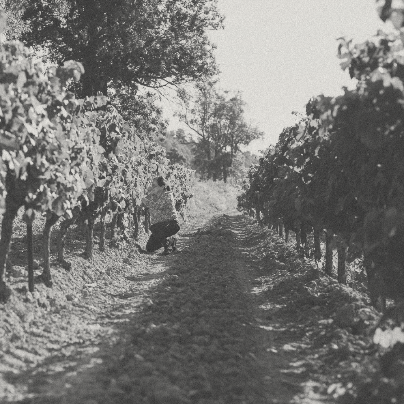 Les Jamelles - Vin Orange