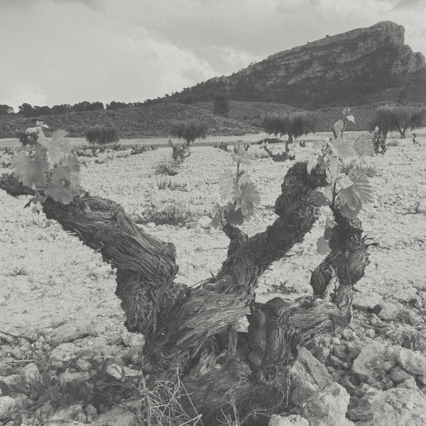 Melea - Verdejo-Sauvignon Blanc