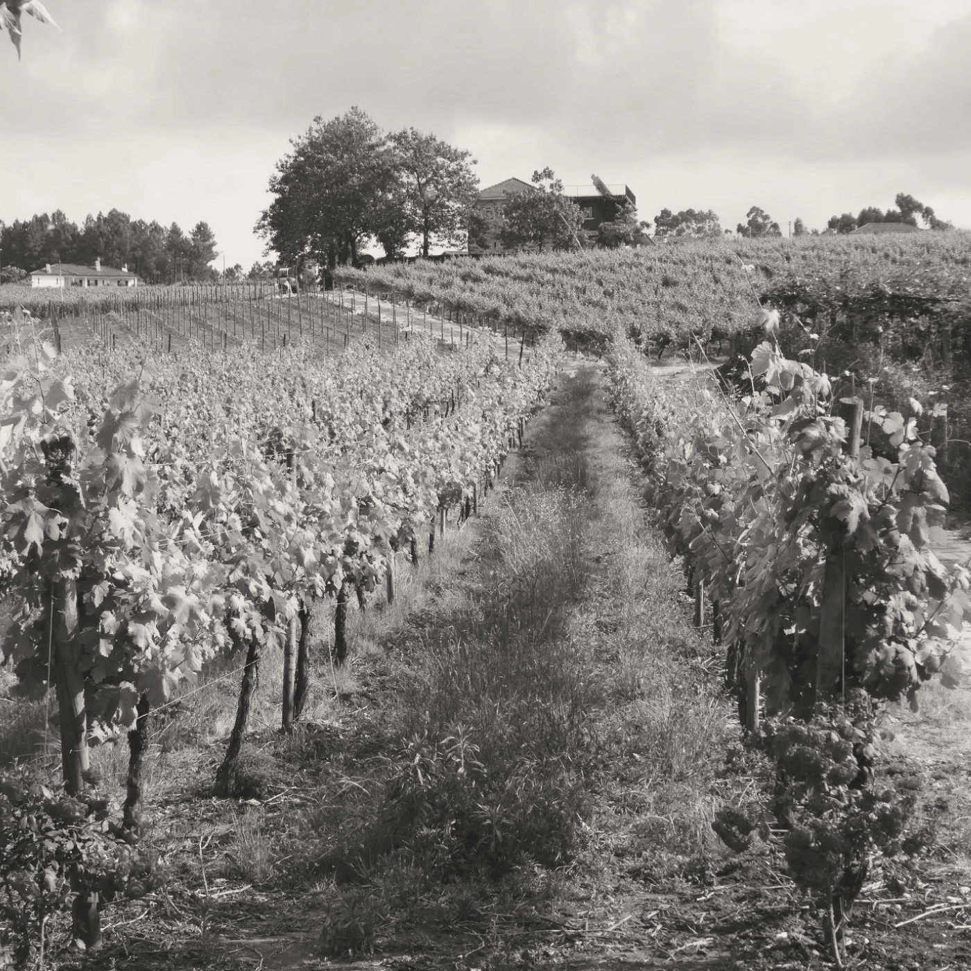 Quinta da Lixa - Alvarinho Vinho Verde