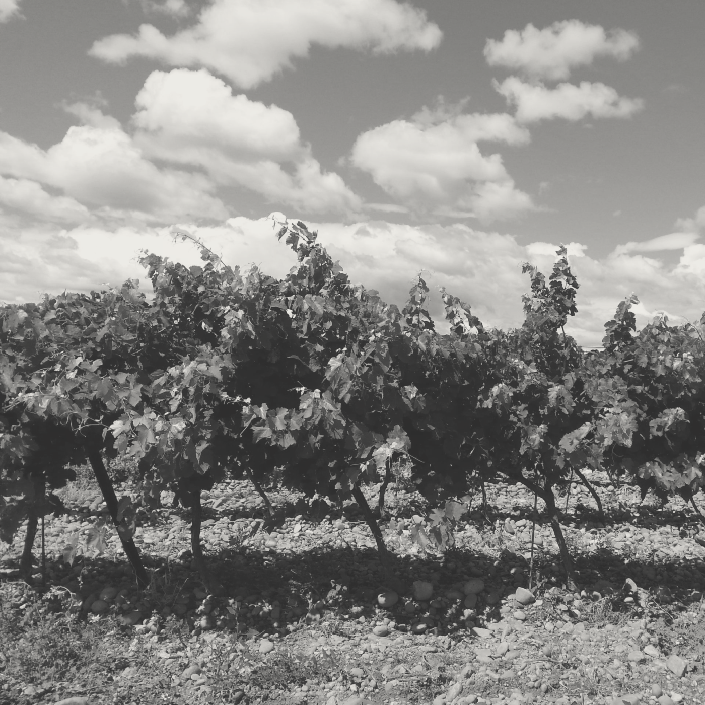 Travail & Patience - La Meule Chardonnay