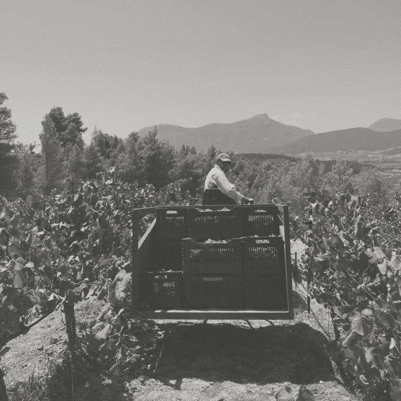 Zacharias Winery - Ambelos White