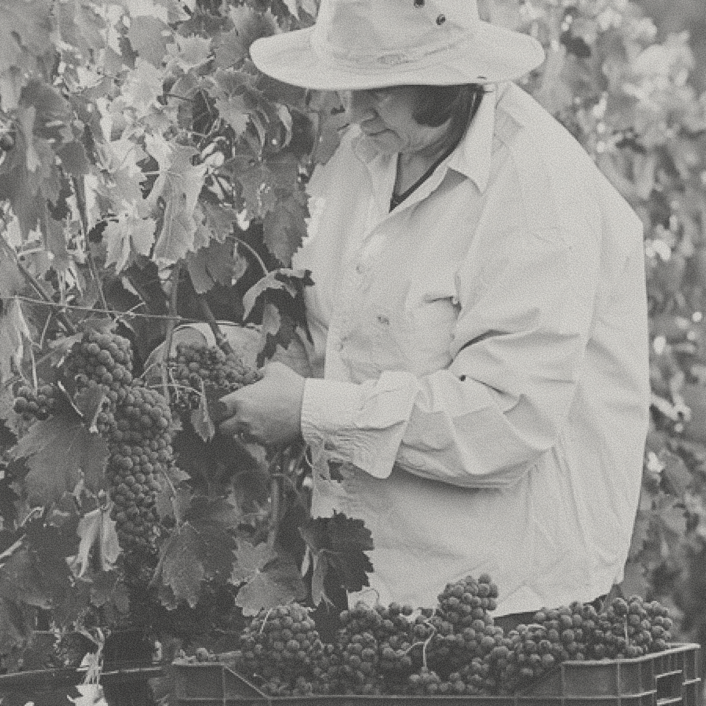Zacharias Winery - Ambelos White
